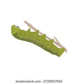 Eine lebendige Vektorgrafik einer grünen Raupe mit subtilen gelben Akzenten, die in einem sauberen und minimalen Stil gestaltet ist. Dieses Insektenkunstwerk hebt die Frühphase des Lebenszyklus der Schmetterlinge hervor und eignet sich daher ideal für Lehrmaterialien, Biologieinhalte, Entomologiestudien, Projekte zum Thema Natur und Umweltdesign. Die glatte Linienführung und die kräftigen Farben schaffen eine visuell ansprechende Darstellung einer Raupe, die sich für Infografiken, Lernressourcen für Kinder, Tierpublikationen und naturorientiertes Grafikdesign eignet.