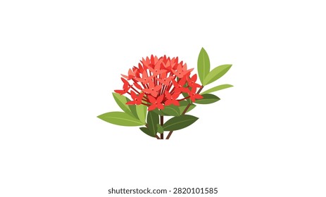 A vibrant vector illustration of a red Ixora coccinea flower cluster, also known as Jungle Flame. The illustration features a dense bunch of small four-petaled red flowers surrounded by lush green leaves, all isolated on a clean white background.