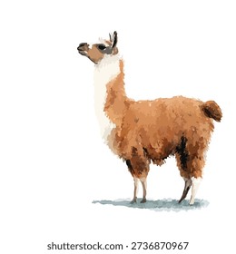 Vibrant vector illustration of a standing llama, perfect for educational materials, children's books, or South American travel themes.