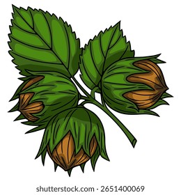 A vibrant vector illustration of three hazelnuts nestled within their protective green husks and leaves, showcasing a detailed hand-drawn style with rich brown and verdant hues.