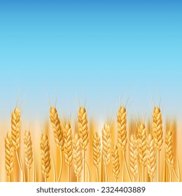 A vibrant vector image depicting a golden wheat field in the Ukrainian countryside. Ideal for agriculture, farming, and nature themed designs. Illustration of ripe cereal crops under a blue sky
