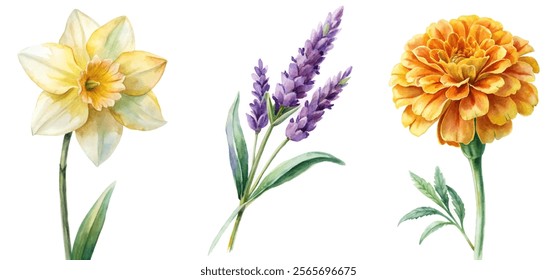 Vibrant watercolor flowers, daffodil and lavender, marigold arrangement, botanical illustration, nature-inspired decor.