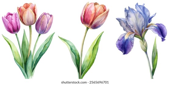 Vibrant watercolor flowers, tulips and iris, botanical illustration, floral design, nature art, decorative elements.