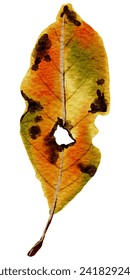 A vibrant watercolor illustration of an autumn leaf with a textured, mottled appearance, symbolizing change and transformation.