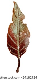 A vibrant watercolor illustration of an autumn leaf with a textured, mottled appearance, symbolizing change and transformation.