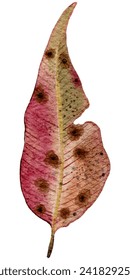 A vibrant watercolor illustration of an autumn leaf with a textured, mottled appearance, symbolizing change and transformation.