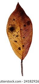 A vibrant watercolor illustration of an autumn leaf with a textured, mottled appearance, symbolizing change and transformation.