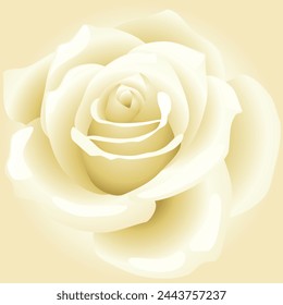 Vibrant White rose vector illustration on Rose Background for valentine’s day podium in white rose background vector. 