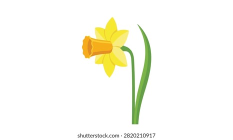 Vibrant yellow daffodil flower with green leaves and stem isolated on a white background for spring floral themes and botanical illustrations