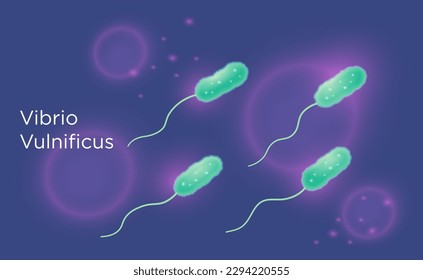 Vibrio vulnificus infections vector concept. Flesh-eating bacteria that are increasing in a salt water due to climate change.