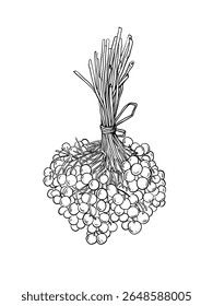 Viburnum berries line art drawing. Ink food and botanic illustration.Nature Herbal. Healthy 