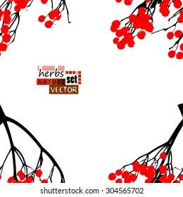 viburnum berries seamless background. Vector