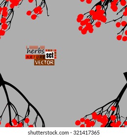 viburnum berries seamless background. Vector