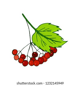 viburnum branch. Bunch with ripe autumn red berries in foliage