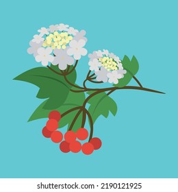 viburnum branch on a blue background