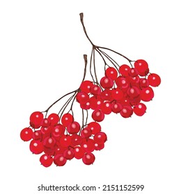 Viburnum branch on a white background. Red berries. Guelder rose is a symbol of Ukraine. Vector illustration.