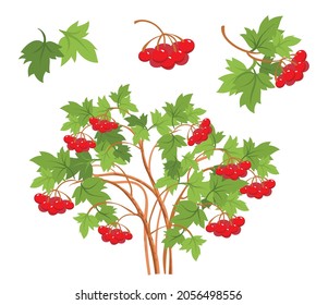 Viburnum bush. Vector illustration for children. Red berries.