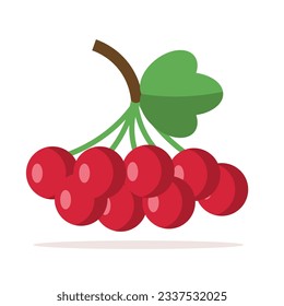 VIburnum. Colored image. Vector illustration.