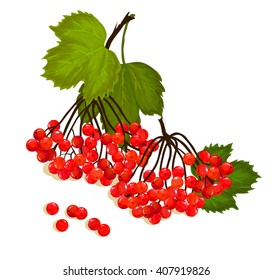 viburnum composition