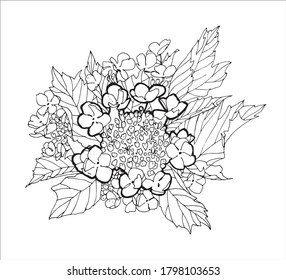 Viburnum flower. Vector hand drawn illustration on white background.