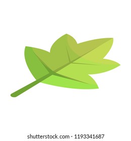 Viburnum green tree leaf icon. Isometric of viburnum green tree leaf vector icon for web design isolated on white background