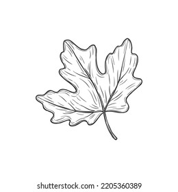 Viburnum leaf isolated plant sketch. Vector foliage on stem monochrome sketch, maple tree leafage. Spring or autumn symbol, leatherleaf decoration element. Fall or summer foliage hand drawn object