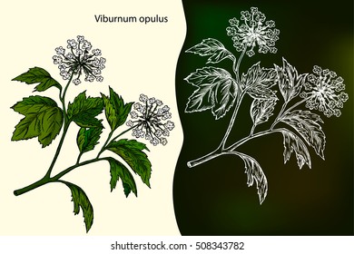 Viburnum opulus,  guelder-rose or guelder rose. Medicinal plant. Hand drawn botanical vector illustration.