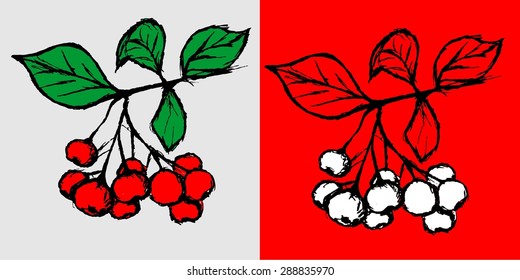 viburnum rowan autumn flowers vector