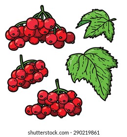 Viburnum. Vector set of hand drawn colorful viburnum.