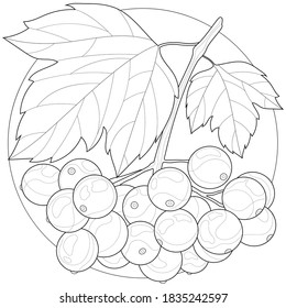 
Viburnum.Coloring book antistress for children and adults. Illustration isolated on white background.Zen-tangle style.