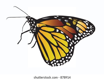 Viceroy Butterfly