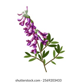 Vicia violet. Vector simple color flat illustration.