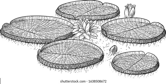 Victoia amazonica, tropical water lily illustration, drawing, engraving, ink, line art, vector