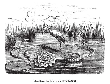 Victoria or Victoria amazonica, vintage engraved illustration. Trousset encyclopedia (1886 - 1891).