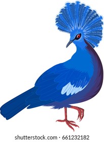 victoria crowned pigeon