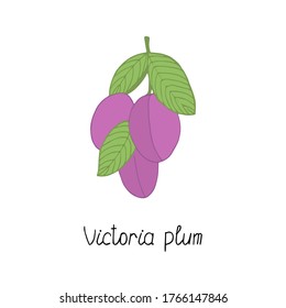 Victoria plums colorful poster. Stock vector illustration.