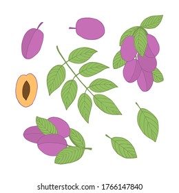Victoria plums set of colorful elements. Stock vector illustration.