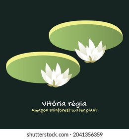 Victoria Regia, Lotus, Illustration flower. Aquatic plant of the Nymphaeaceae family, typical of the Amazon region. White, green. Brazilian tropical nature. Exotic, beautiful, natural.