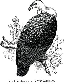 Victorian Illustration of a Griffin Vulture, History of Birds 