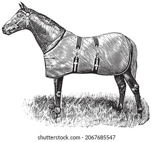 Victorian Illustration of Horse Wearing a Horse Rug