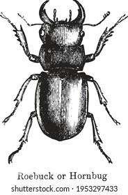 Victorian Illustration of Roebuck or Hornbug