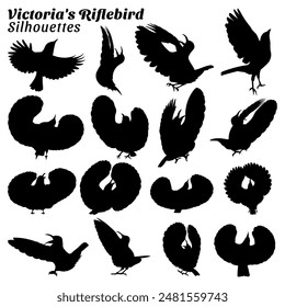 Victoria's Riflebird Silhouette Vektorillustration Set