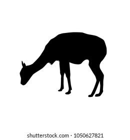 vicugna (species of llama) silhouette vector isolated on white background