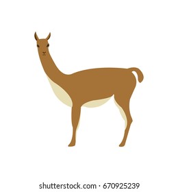 vicuna