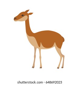Vicuna animal. Llama vector illustration