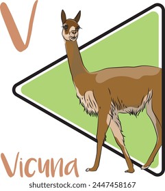 Vicuna is one of the two wild South American camelids. Most vicuñas inhabit Peru. Vicuña is thought to be the wild ancestor of the domesticated alpaca. vicuñas generally form three different groups.