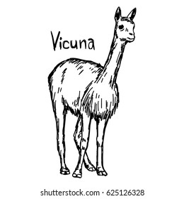 vicuna standing - vector illustration sketch hand drawn with black lines, isolated on white background