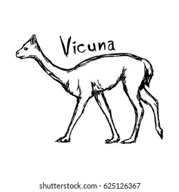 vicuna standing - vector illustration sketch hand drawn with black lines, isolated on white background