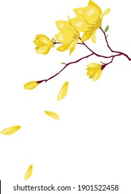 Vietnam yellow blossom tree flower Tet holiday