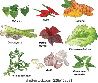 Vietnamese herbs and spices illustration: chilli, fish mint, perilla leaves, Vietnamese lettuce, lemongrass, turmeric, rice paddy herb, garlic, coriander